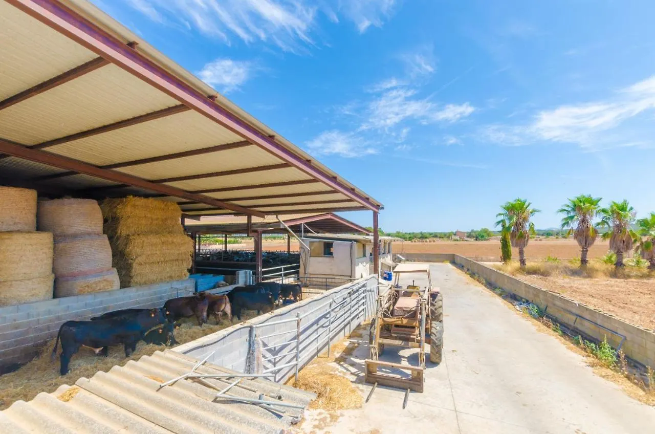 Sa Caseta De Ses Vaques.Son Covas Campos  Spanien